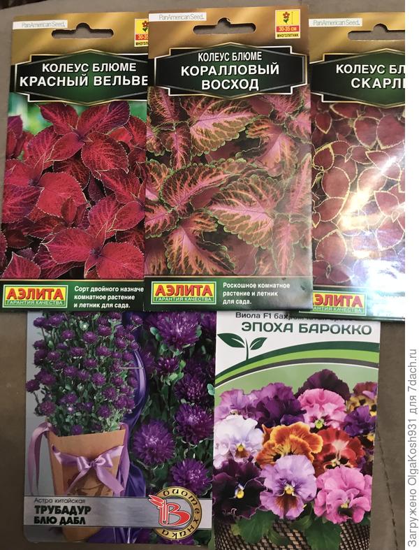 Эту красоту буду сеять в середине месяца. А ещё лобелии, цинерарию, гелиотроп. В марте петунию , немезию