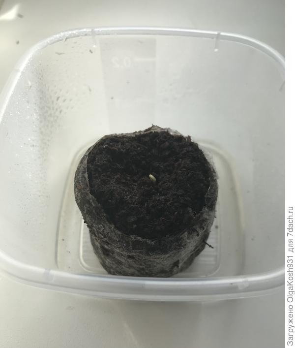 Пятицвет, 13 день от посева