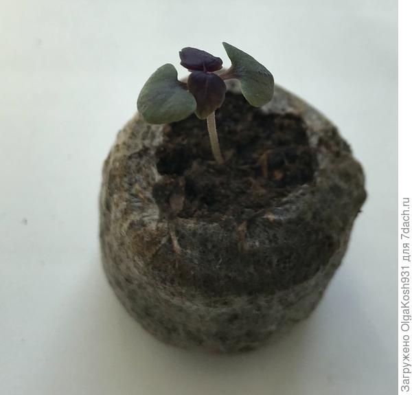 А это базилик-куст настоящие листочки  выдвинул ), тоже очень медлительный.