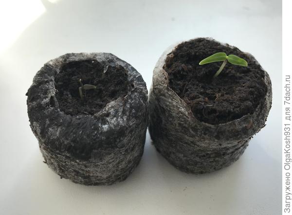 Вот такая разница , слева Жемчуг, меньше и темнее, чем Пятицвет. И вообще, какой-то корявенький)). Наблюдаем дальше)