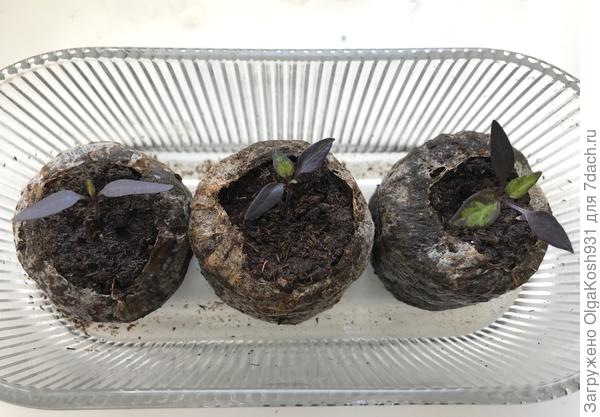 Вот мои жемчужинки)