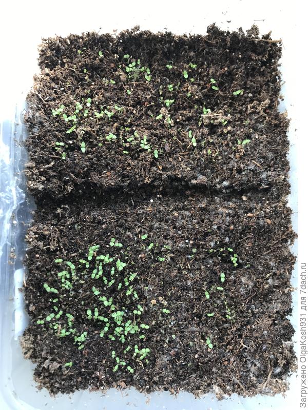 Немезию посеяла погуще, а она как взошла!) и куда ее теперь))