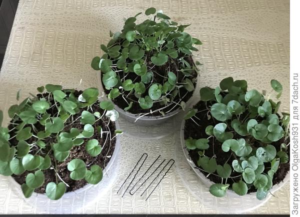 Пришпилила косы в прямом смысле слова), шпильками для волос, пусть укореняются). Скоро понадобится пересадка в ещё большую тару.