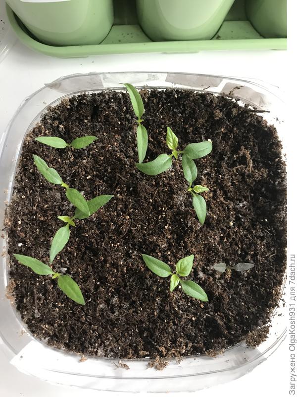 А это вторая партия , посеяны 20.02,всходы 23.02. Один жемчуг,4 пятицвета, 4 небо в звёздах.На днях поедут в отдельные квартиры)