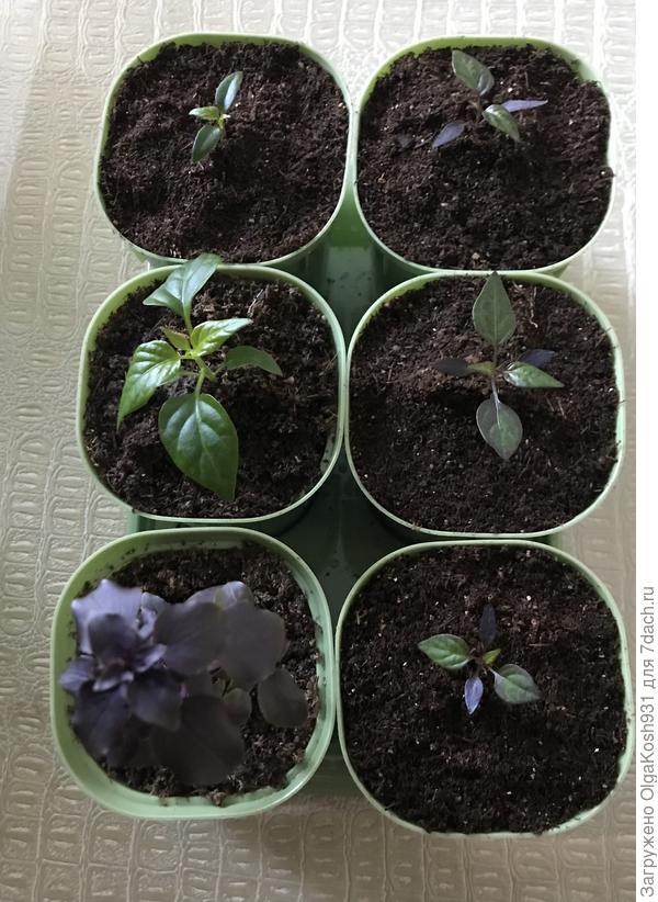 Вот мои первые, слева два пятицвета один заморыш вылез намного позже, возможно заменю