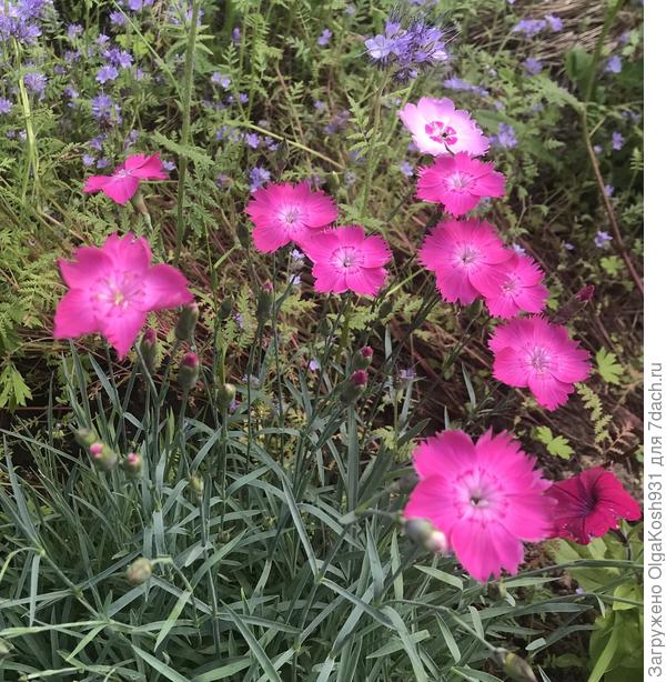 Вот так цвела моя скромница), гвоздика перистая