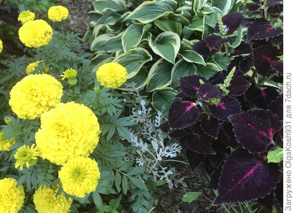 Вот тут его немножко видно. А цинерарию бархатцы задавили, полноценно себя проявила только в конце лета.