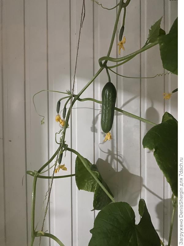 Единственный огурец который «налился»