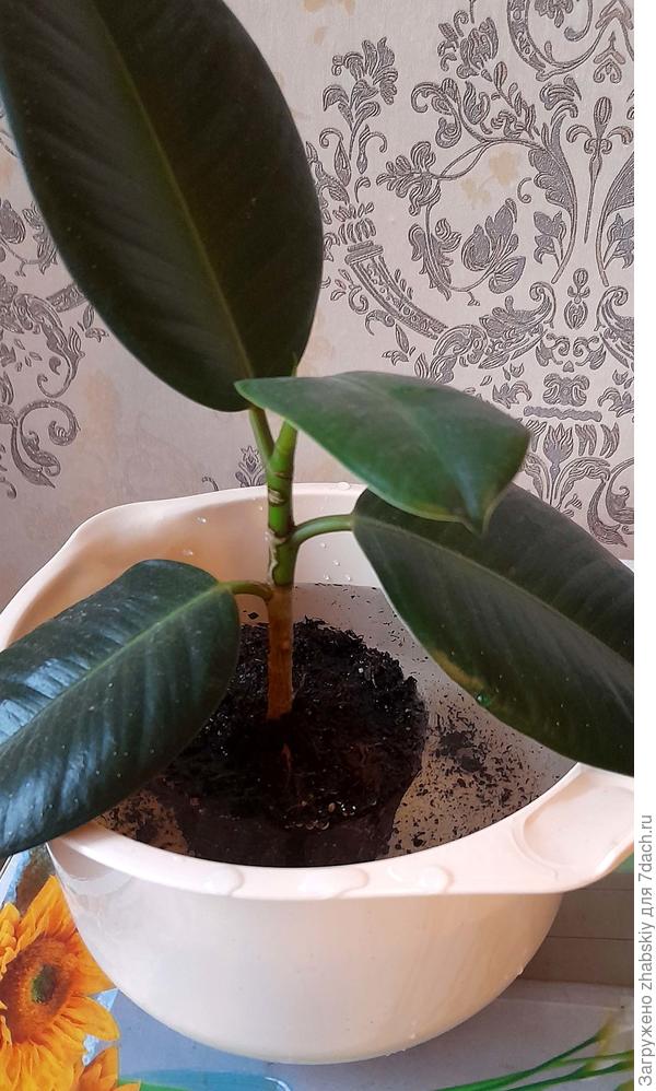 Следуя советам, извлёк фикус из горшочка и поставил в миску с водой чуть теплее комнатной.