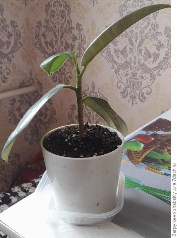 Пересаженный фикус.