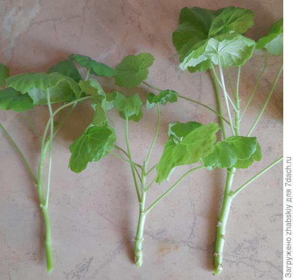 Ампутационный материал.