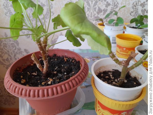 Двойной портрет подвергшихся ампутации гераней с культями.