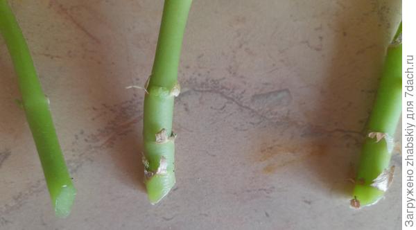 Правильно обрезано?