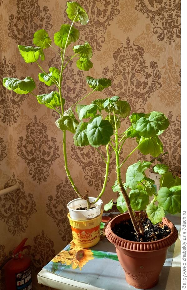 Парный портрет моих геранек.