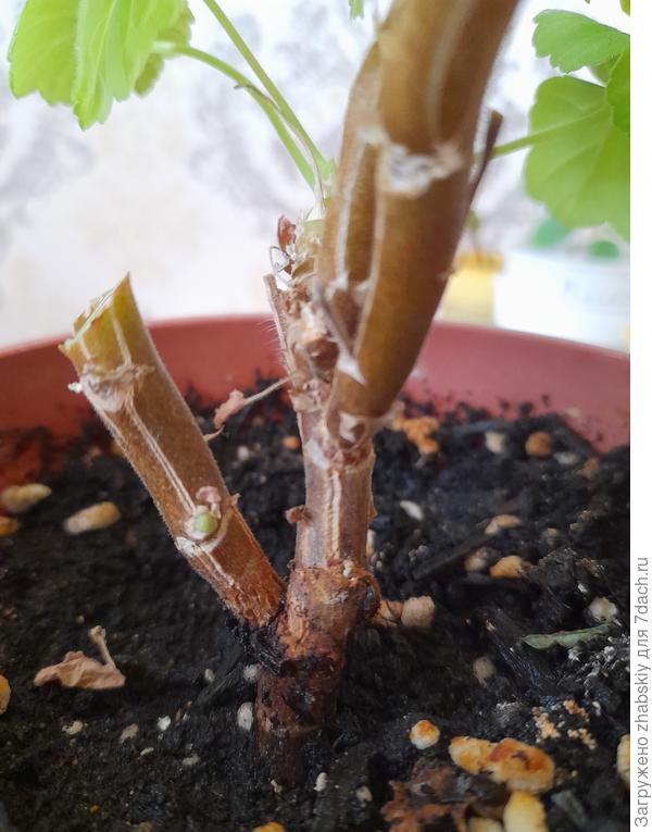 Оттяпал по Вашему совету длинный ЛЕВЫЙ росток.