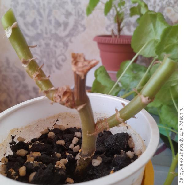 Оттяпал по Вашему совету ОБА побега. Правильно оттяпал?