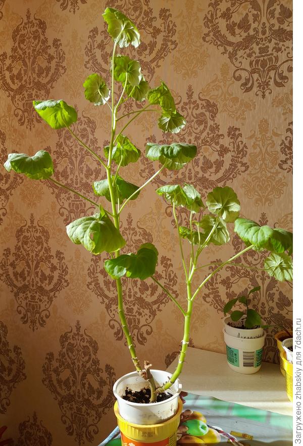 А это - фактически сорный "посадочный материал", который, пожалев выбрасывать, посадил в ёмкость из-под сметаны.