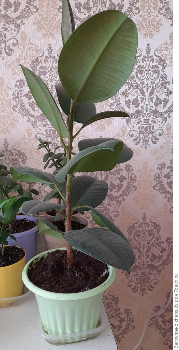 Так выглядит мой фикус, спасённый год назад с Вашей помощью.