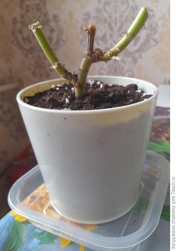 Вот так позавчера пересадил по Вашему совету.  Заглубил не до самого нижнего левого побега - так вышло, а мучить растение переделыванием не стал. Ладно уж, пусть низ побудет голеньким до пересадки через год...