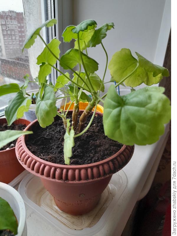 Заменил только грунт. Полил обильно сверху, но впредь, как и раньше буду поливать через поддон.