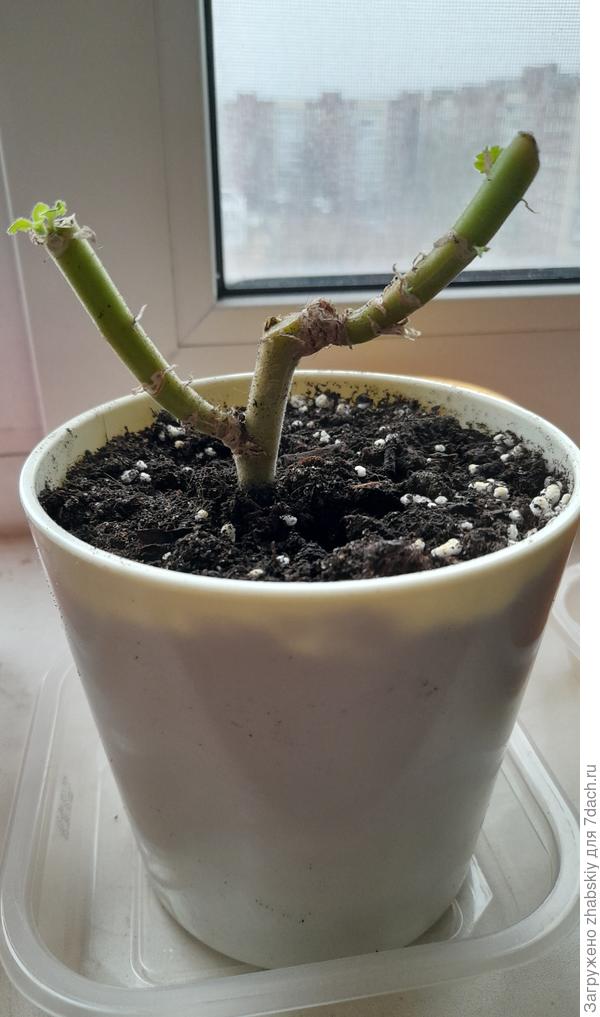 Правильно отрезал?