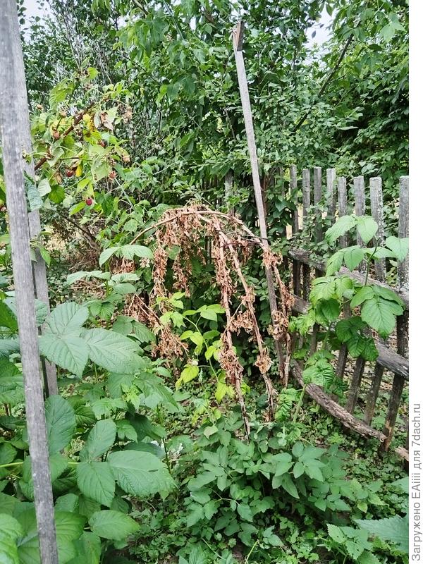 Сохнущая малина