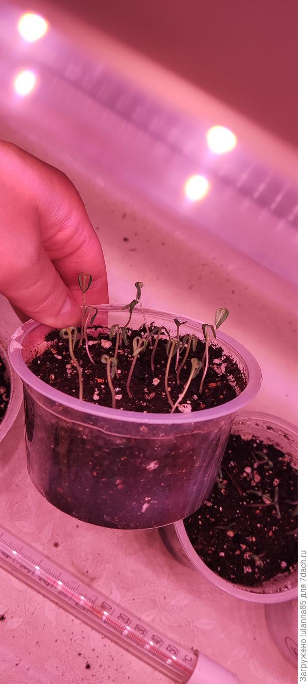 После такого рост  прекращается и можно выкидывать, что я и сделала...