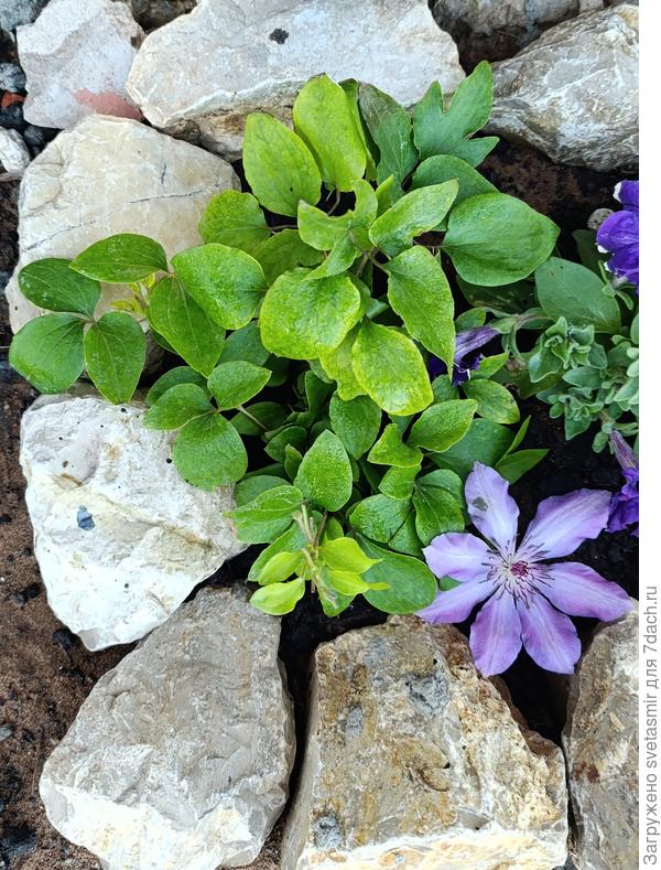 Добрый день. Подскажите пожалуйста что происходит с клематисом? ( Сохнут кончики новых лиан и какой-то нездоровый цвет)