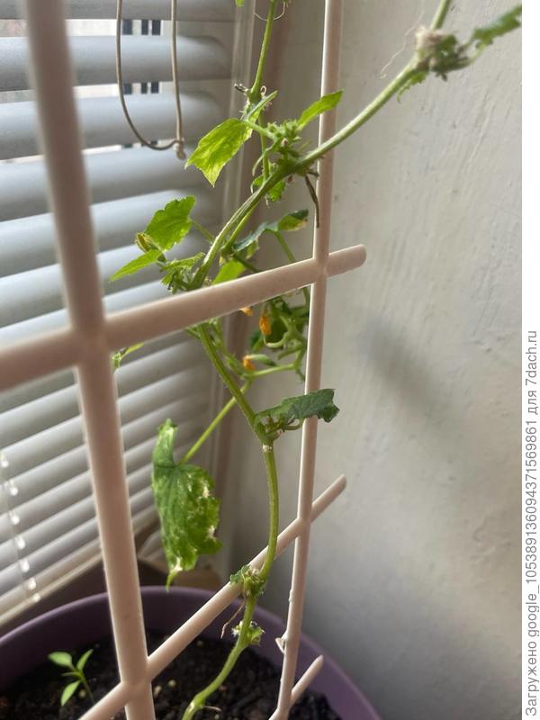 Мой хилый куст