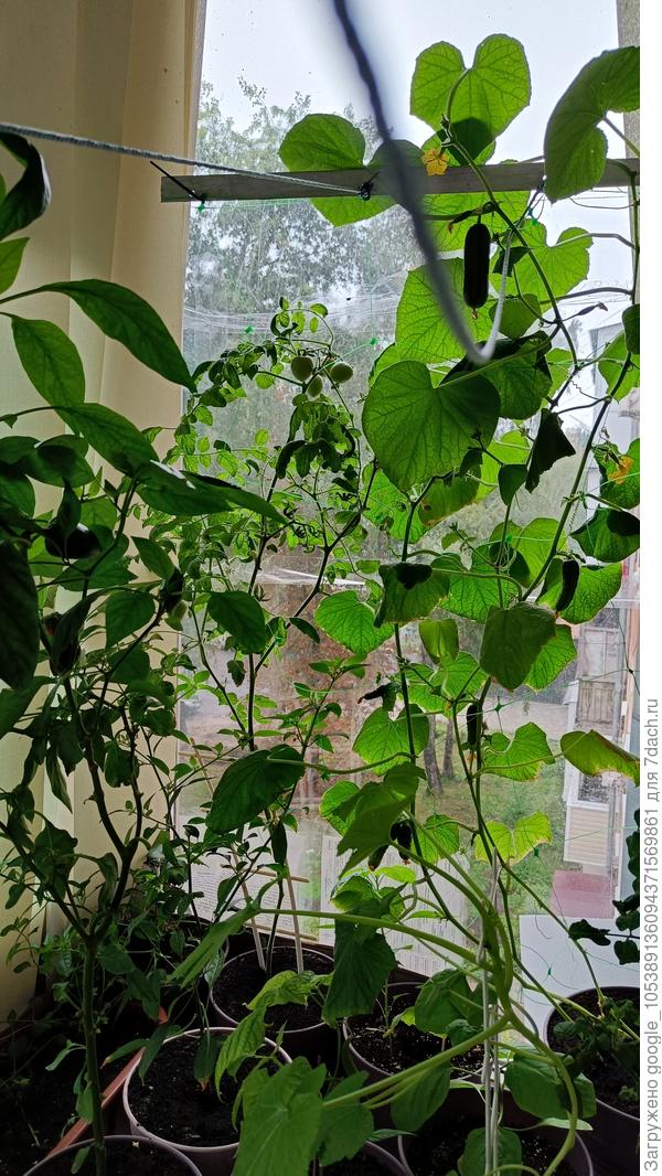 Фото огурцов прошлого года