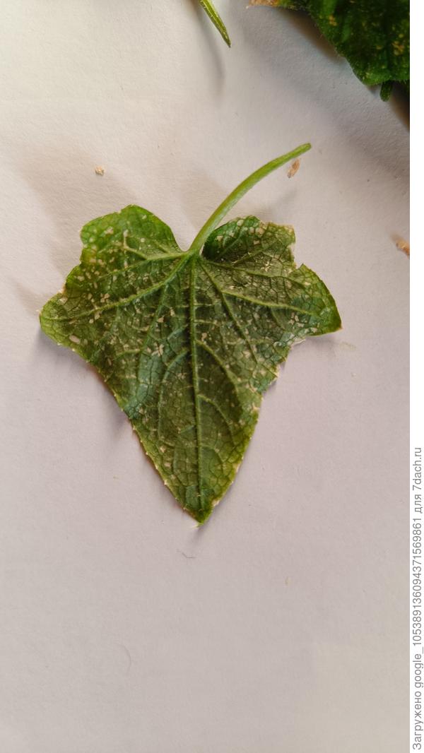 Обратная сторона