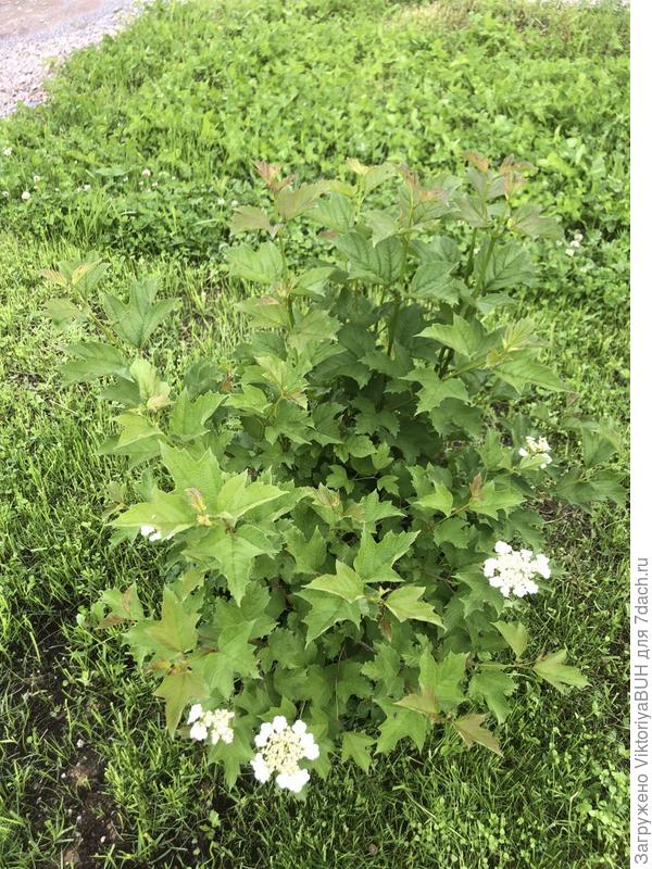 Обычная калина