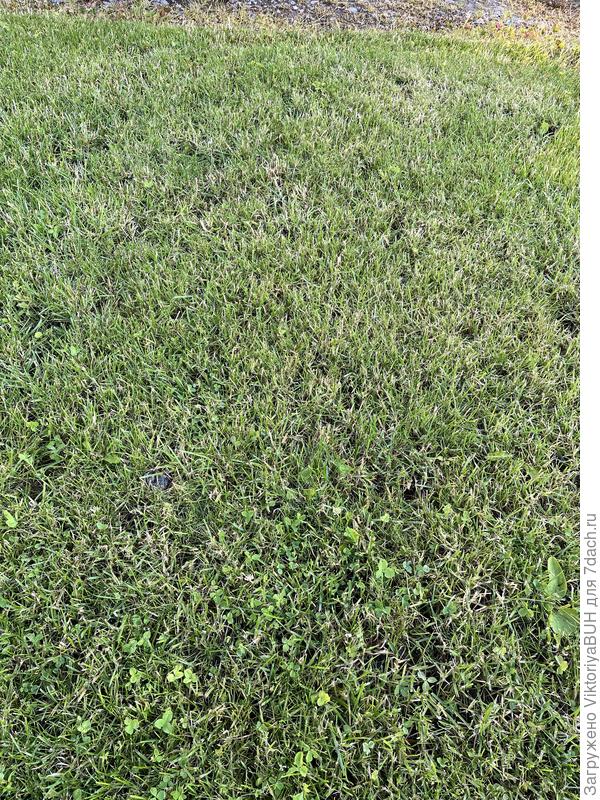 Сухая трава