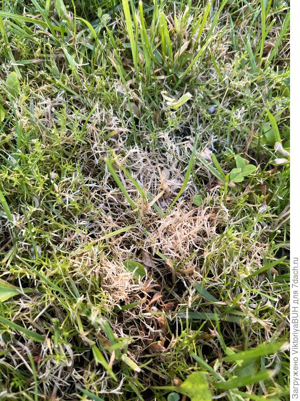 Первое пятно