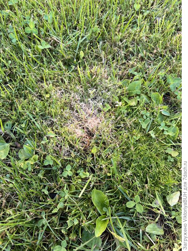 Первое пятно