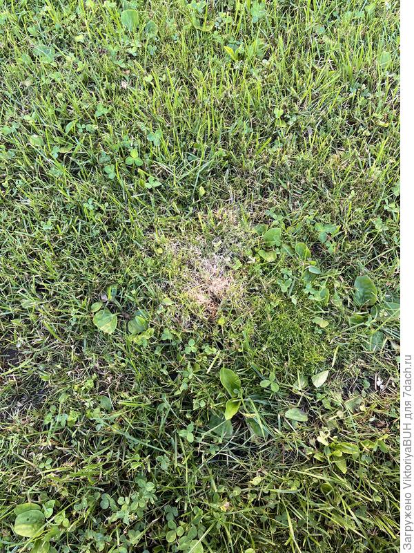 Первое пятно