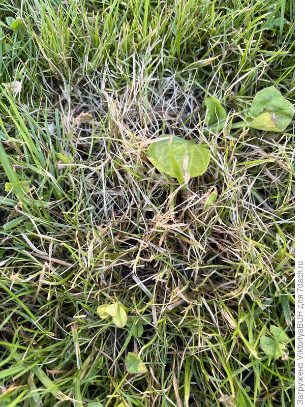 Второе пятно