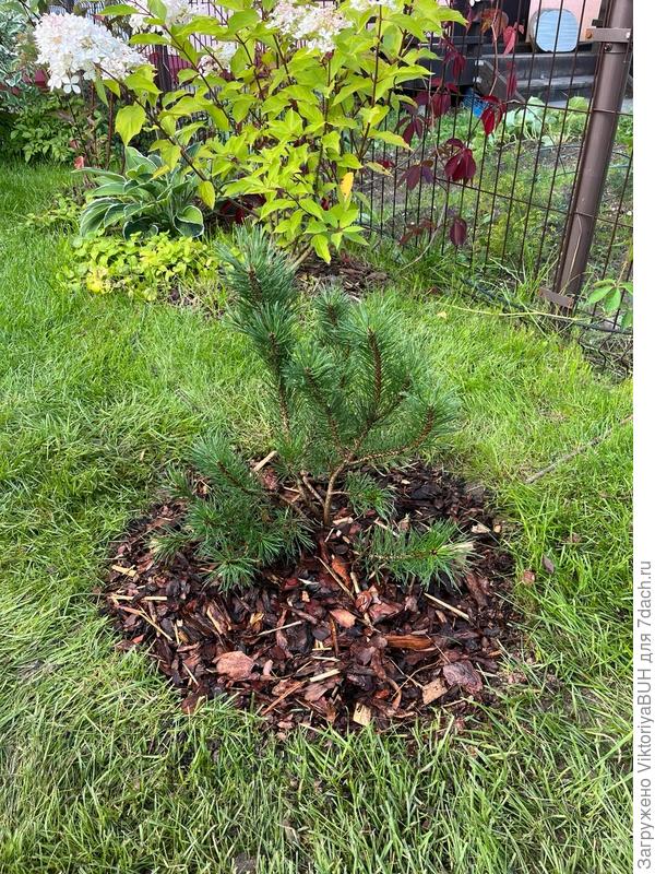 Наша малышка (Pinus mugo var. mughus)