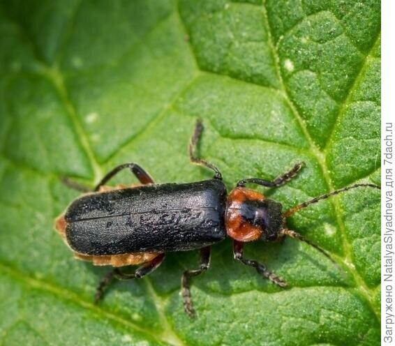 жук - пожарник