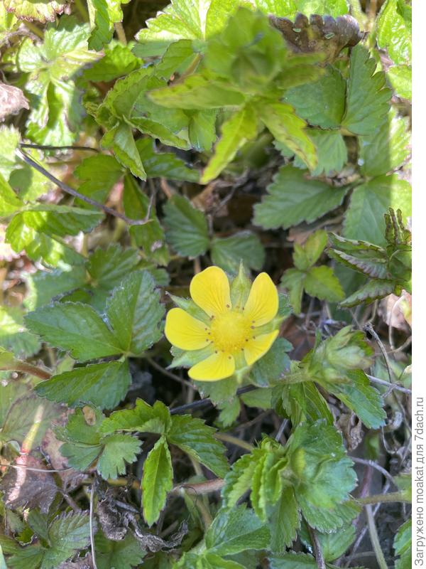 Травянистое