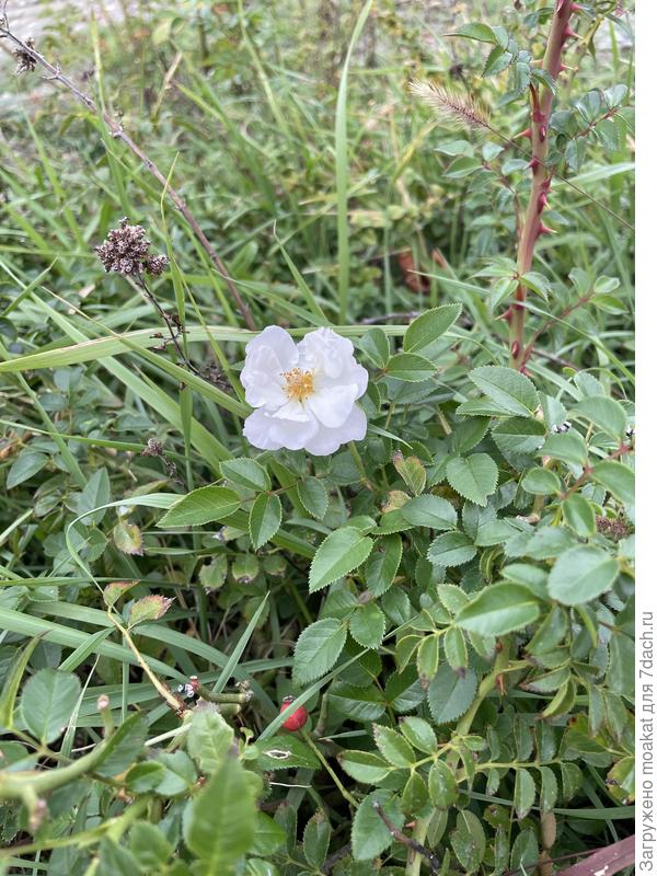 шиповник