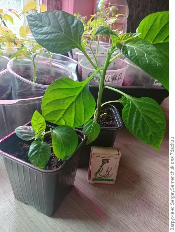 Перчики,один заморыш,так и не отошёл после пересадки