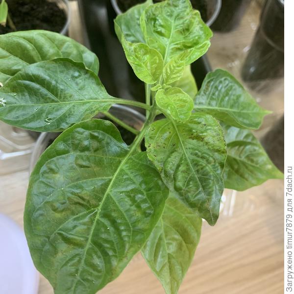 Растение целиком