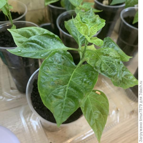 Растение целиком