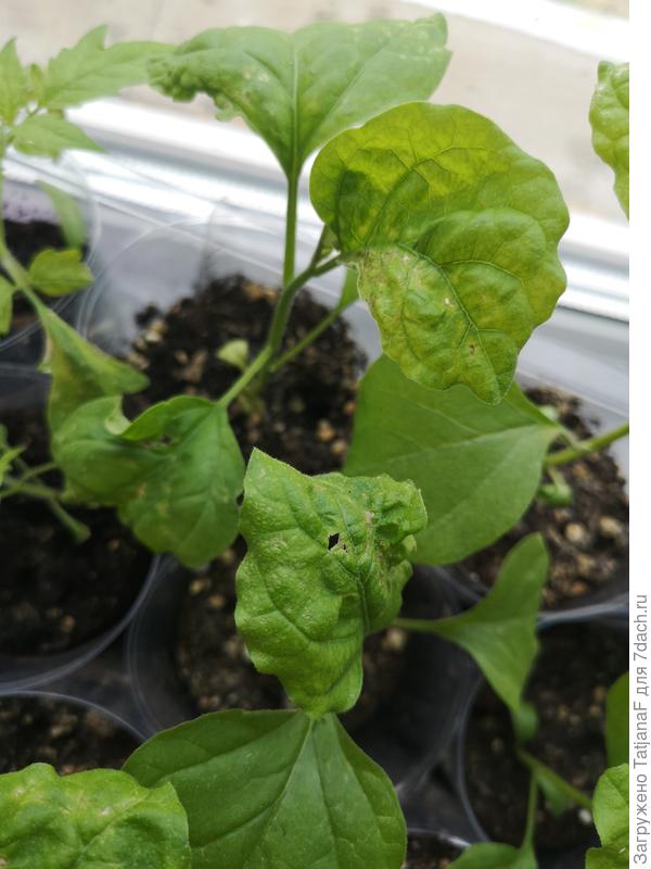 Что с рассадой баклажан