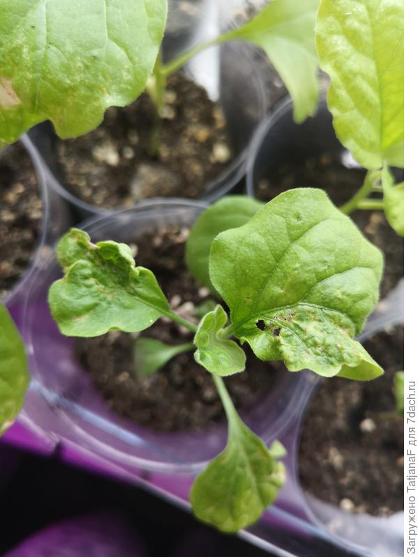 Что с рассадой баклажан