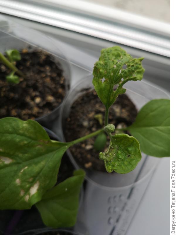 Что с рассадой баклажан