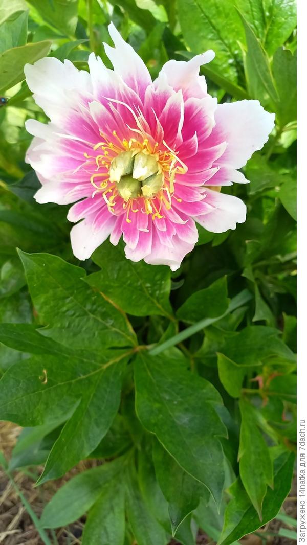 Пион. Покупался как Канари брилиантс