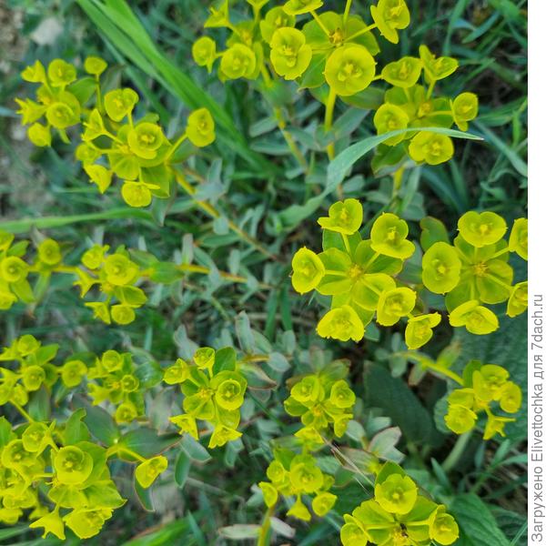 Крупный план