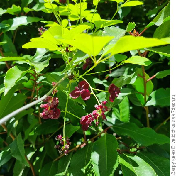 Цветок крупным планом